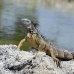 iguana_green_tf_gc_v_0173_cay1090.jpg